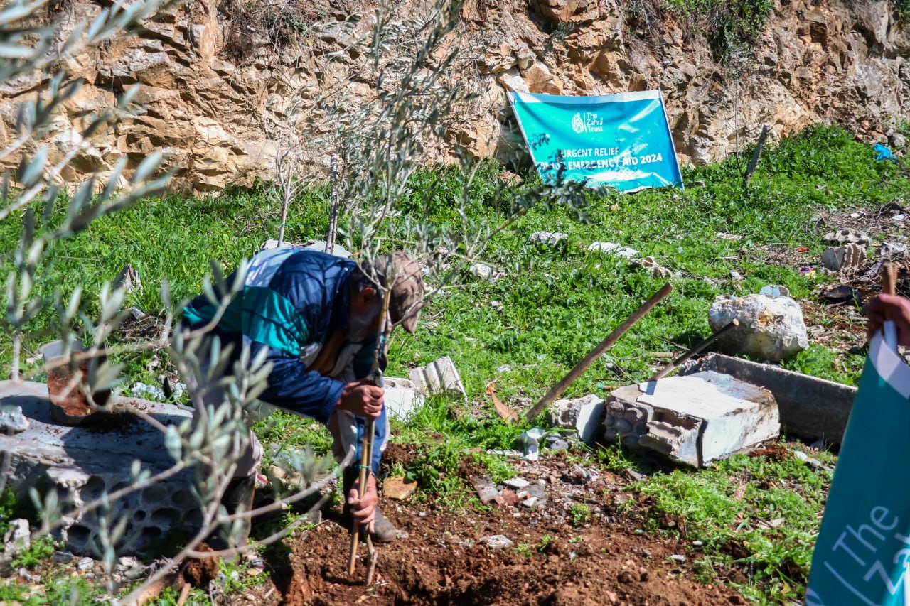 Olive Tree Planting
